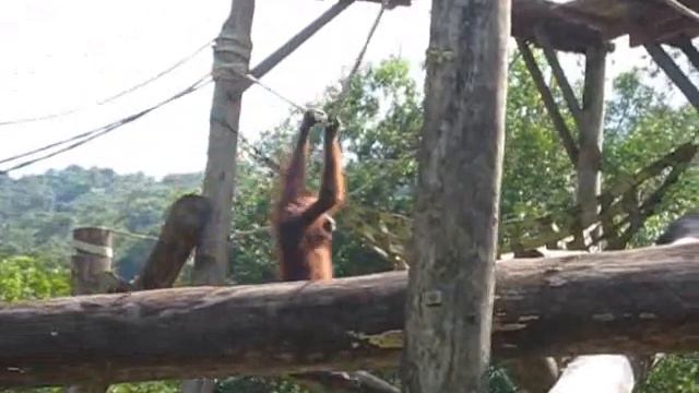 БОРНЕО. Орангутаны и носачи. Borneo смотреть онлайн