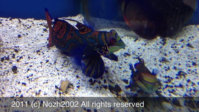 Mandarin Fish/Рыбка Мандаринка смотреть онлайн