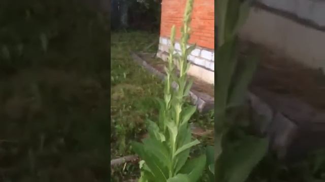 Как цветёт чистец смотреть онлайн