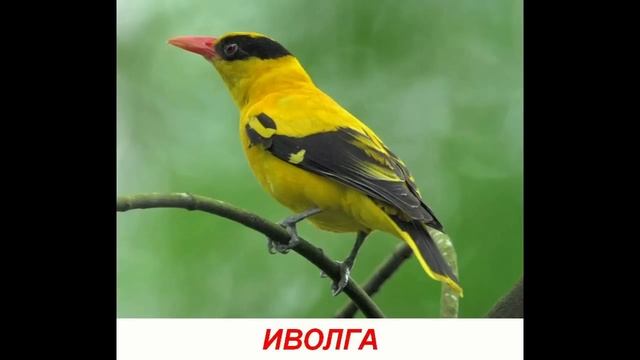 Голоса птиц для детей. Развивалки "Умный Ребенок" смотреть онлайн