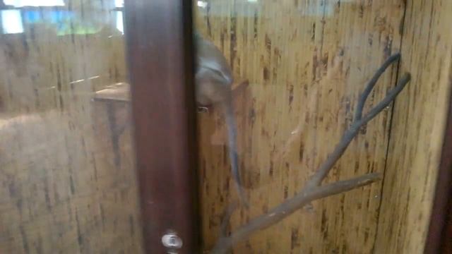 Акулы, пираньи и крокодилы!!! Выставка рыб - КЛАССНО! Супер Илюша смотреть онлайн