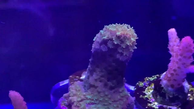 ReefGrrl’s Weekly Reef Wrap-Up No. 1 - Loading up the Frag Tank, Momentary Panic, New Tank Stands смотреть онлайн