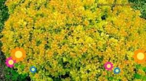 Барбарис тунберга Ауреа Нана. Краткий обзор, описание характеристик berberis thunbergii Aurea Nana