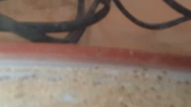 Cichlasoma sajica & Convict Cichlid albino-egg & fry смотреть онлайн