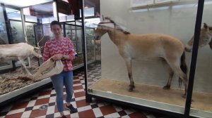 Вы это знали? Зубы млекопитающих.