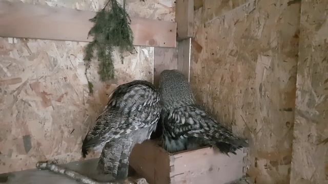 Бородатые неясыти смотреть онлайн