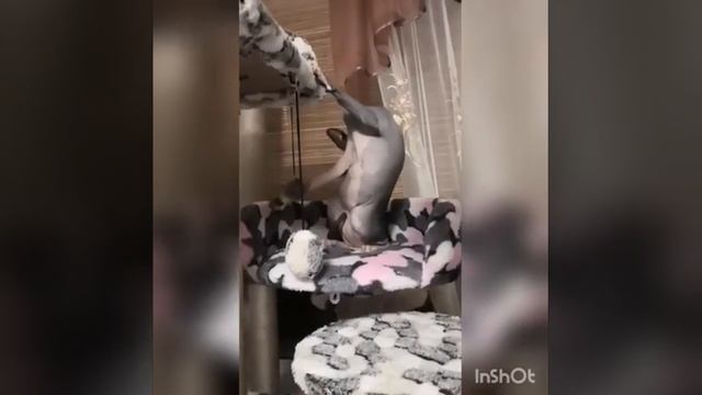 Домашняя передержка домашних животных ?Марсик в гостях у нас смотреть онлайн