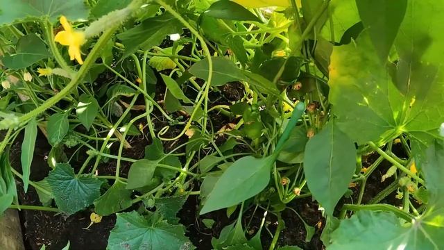 Off Grid Homesteading- Self Reliance. Blueberry And Vegetable Garden Update.