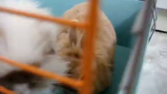 СЛУЧКА КРОЛИКОВ - 2. Mating of rabbits - 2. ГЛАША И СТЁПА. 17.08.2014. МОСКВА. смотреть онлайн