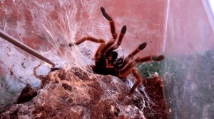 (Pterinochilus murinus) птеринохилус муринус или рыжий африканский паук-птицеед
