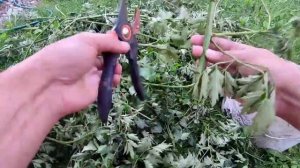 размножение ежевики  черенкованием летом