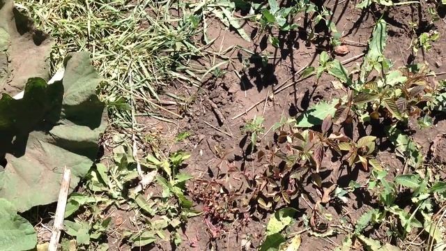 Выращивание амаранта- густота посева 2 смотреть онлайн