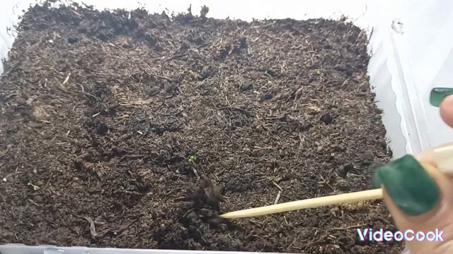 Всходы петунии