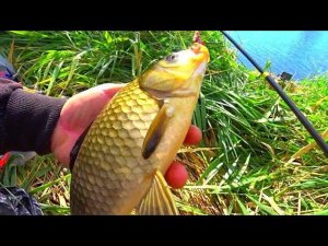 КРУПНЫЙ КАРАСЬ И ЧЕРЕПАХИ ГОДЗИЛЛЫ РЫБАЛКА НА ПОПЛАВОК ПЕРО