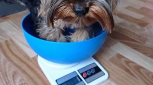 Вес йорка Тоши  в 9,5месяцев!