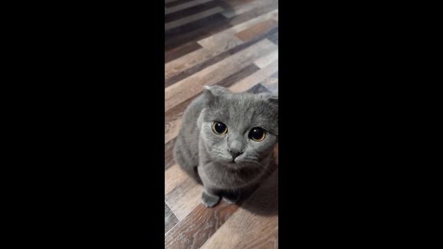 блинов хочу!