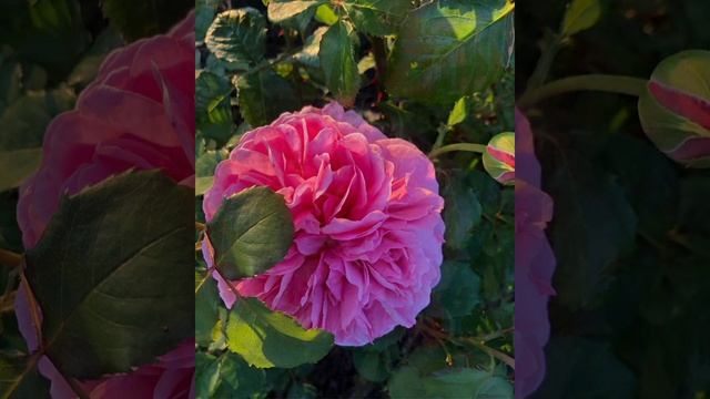 Старинный сорт шраба,Роза Поль Нерон, (Rose Paul Neron)Франция,селекция Левет,1869. смотреть онлайн