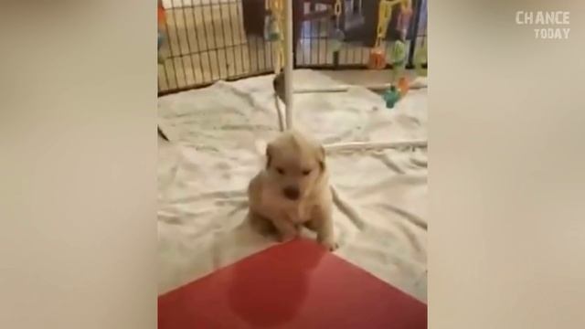В сети появился удивительный песик, который с легкостью крадет сердца пользователей смотреть онлайн