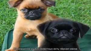 Пти брабансон: описание породы собак и характера