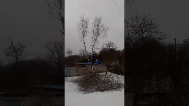 Удаление берёзы в Липецкой области с расслоением ствола смотреть онлайн