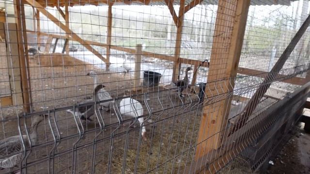 ОДИН В ДЕРЕВНЕ ! КАРАБАС-БАРАБАС, ЗА КАДРОМ ! смотреть онлайн