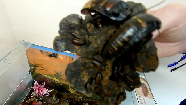 Усть-Кут посетили пауки и скорпионы, паучье логово смотреть онлайн