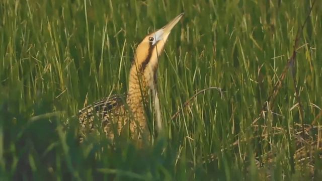 botaurus stellaris - birds of Greece смотреть онлайн