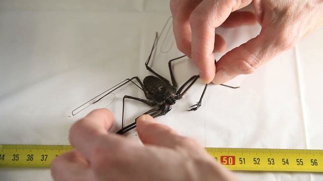 Phrynichus Ceylonicus.