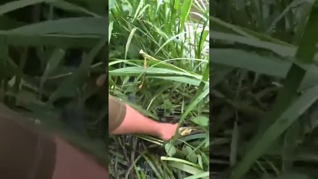 Рыбалка на Дону, часть 2, велопоход с рыбалкой. смотреть онлайн