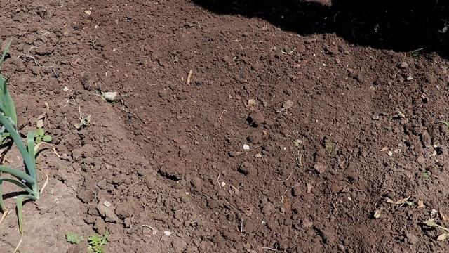 Зачем я закапываю кухонные отходы в огороде? Компост для ленивых! смотреть онлайн