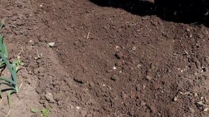 Зачем я закапываю кухонные отходы в огороде? Компост для ленивых!