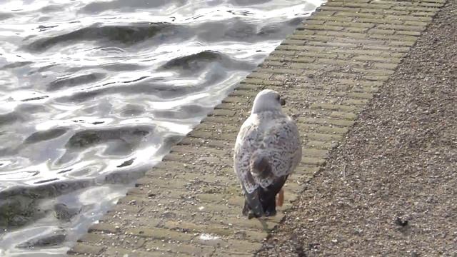 Lumix DMC FZ150 FullHD Video of Seagull смотреть онлайн