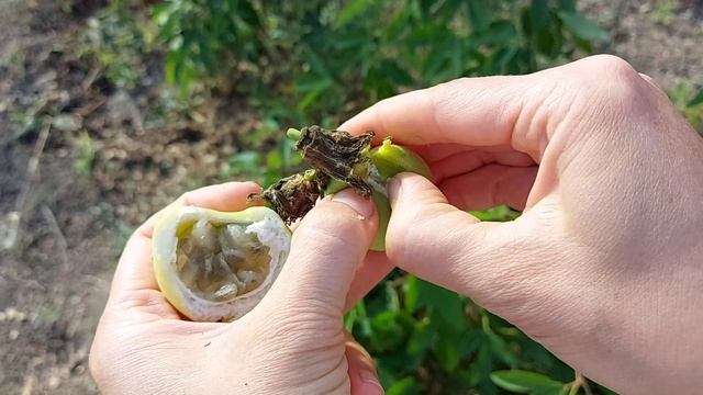 Пассифлора Индиго. Дегустация плодов смотреть онлайн