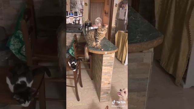 Oh No, Oh No, Oh No No No No Song Cat Meme PART 2 of 4 - CATS TIKTOK COMPILATION - l Oh Hooman смотреть онлайн