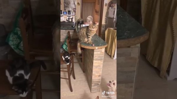 Oh No, Oh No, Oh No No No No Song Cat Meme PART 2 of 4 - CATS TIKTOK COMPILATION -  l Oh Hooman