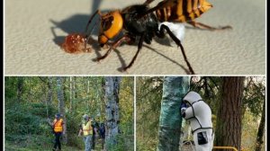 ГИГАНТСКИЙ АЗИАТСКИЙ ШЕРШЕНЬ!!! УБИЙЦА ПЧЁЛ!!!