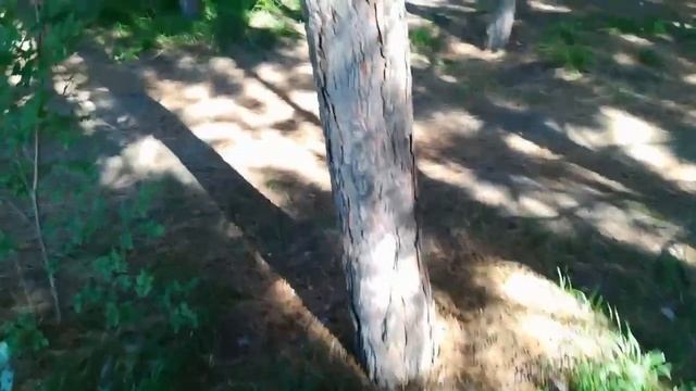 В парке президента Алматы, кормление белок ... смотреть онлайн