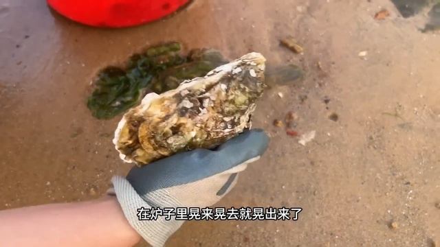 【合集】退潮後好多赤甲紅擱淺，牛牛撿了滿滿一大桶，今天又是發財的一天！【牛牛赶海海鲜】 смотреть онлайн