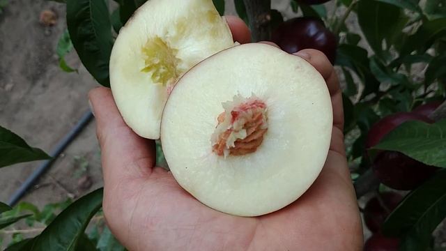 Нектарин Супер Квін. Nectarine Super Queen. Ранній, білом'ясий сорт солодкого смаку. смотреть онлайн