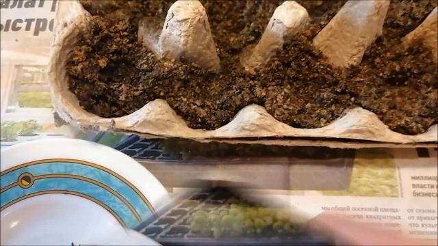 РЕДИС И САЛАТ В ЯИЧНЫХ ЛОТКАХ КАРТОШКА ВСХОДИТ ОБЗОР НА 15 АПРЕЛЯ 2022 смотреть онлайн
