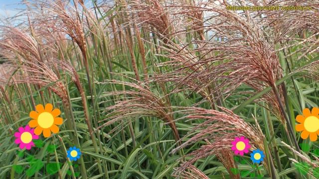 Мискантус китайский Фламинго. Краткий обзор, описание характеристик miscanthus sinensis Flamingo смотреть онлайн