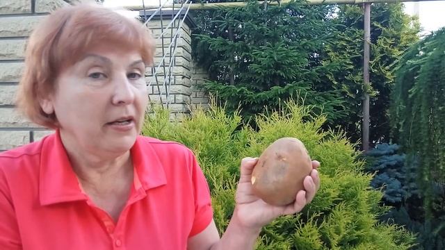 КАК РАЗМНОЖИТЬ КЛЕМАТИС Клематис - выращивание в картошке Совет от Клематис TV смотреть онлайн