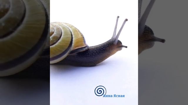 ОЗДОРОВИТЕЛЬНЫЕ МЕДИТАЦИИ НА ПОТОКЕ ?: Расширение Внутренней Вселенной - для чистоты дыхания смотреть онлайн