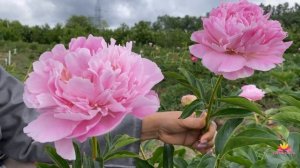 Поздние сорта пионов / Сад Ворошиловой