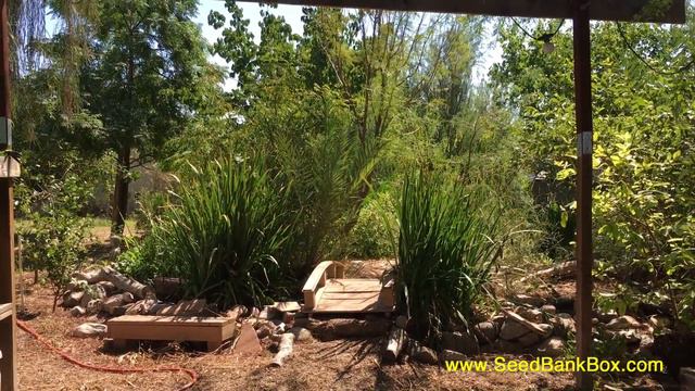 Longevity Gardens Tour June 2020 - with Pamela Mace смотреть онлайн