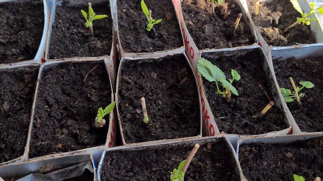Тутовник проснулся! Черенки тутовника высаженные в конце лета дали прирост! смотреть онлайн
