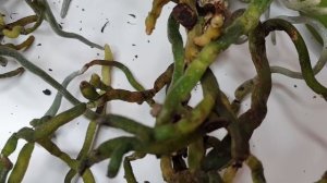 Обрезать орхидею с длинной шейкой и огромными корнями орхидеи