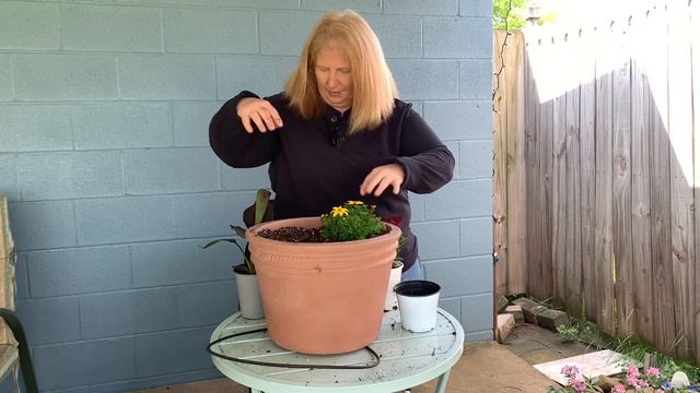 Summer color: Planting Annuals in Containers смотреть онлайн