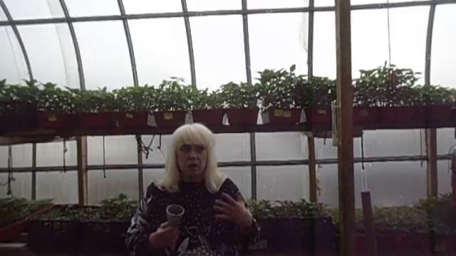 ЧЕМ ОТЛИЧАЕТСЯ ЩАДЯЩАЯ ПЕРЕВАЛКА РАССАДЫ ОГУРЦОВ ОТ БОЛЕЗНЕННОЙ ПЕРЕСАДКИ? Ольга Чернова. смотреть онлайн