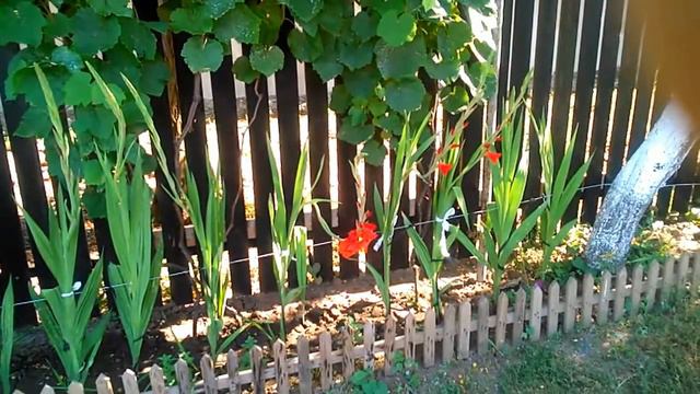 gladiole/gladiolus смотреть онлайн